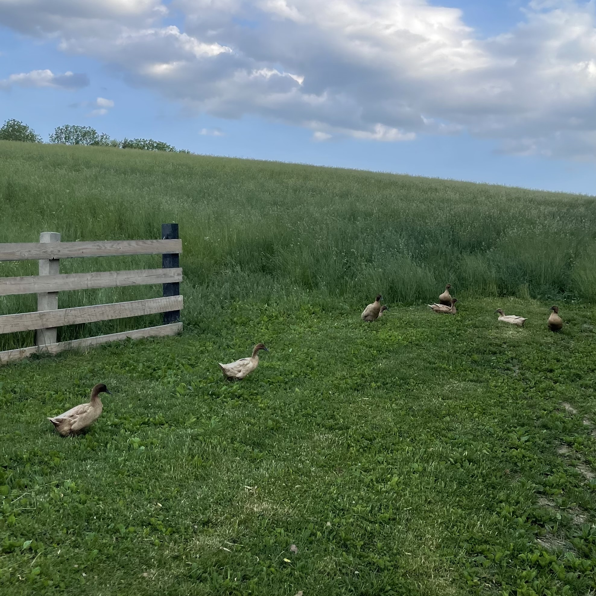Laying Ducks