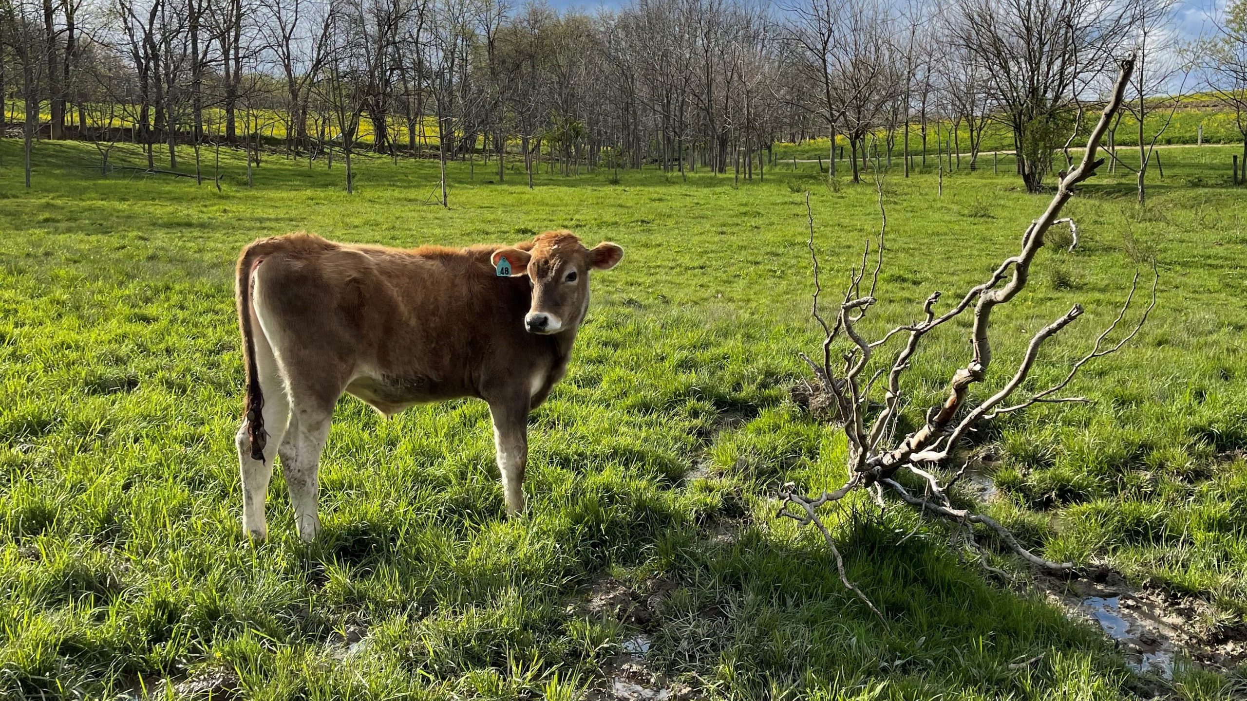 beef